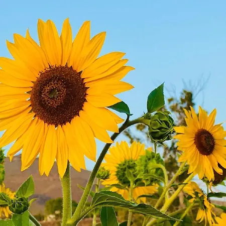 Lägenhet Bernegal Maday, Heated Bathtub Piscina Y Jardin By Deihu Experiences *